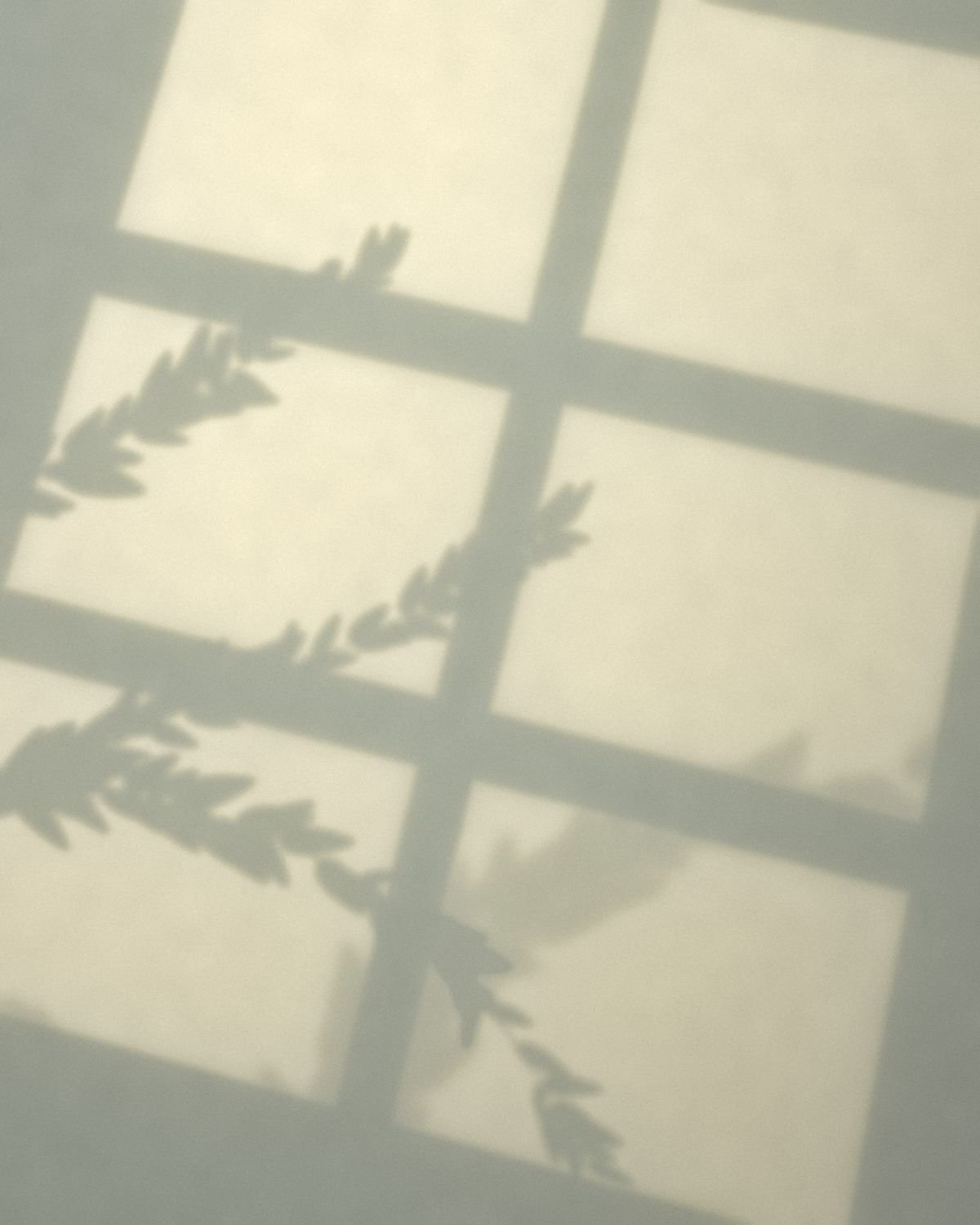 Soft morning light and the shadow of a plant on a pale wall